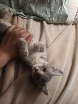 Paulina -  Domestic Short Hair Cat for Adoption in Wheaton, Illinois - Paulina | PetCurious