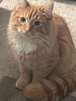 Tabby and Domestic Long Hair Cats Available for Adoption - Rusty | PetCurious