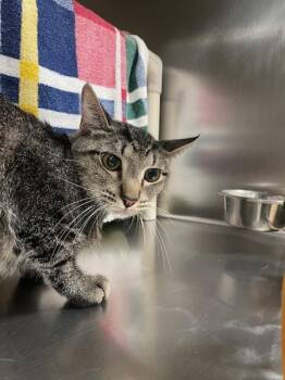 Chicory -  Domestic Short Hair Cat for Adoption in Vancouver, Washington - Chicory | PetCurious
