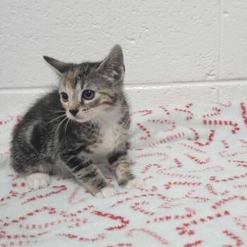 Sharona -  Domestic Short Hair Cat for Adoption in Spruce Pine, North Carolina - Sharona | PetCurious