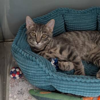 Petrie -  Domestic Short Hair Cat for Adoption in Cape Girardeau, Missouri - Petrie | PetCurious