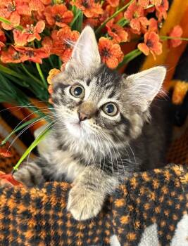 4/13/26 Crepe -  Domestic Medium Hair Cat Available for Adoption in Stillwater, Oklahoma - 4/13/26 Crepe | PetCurious
