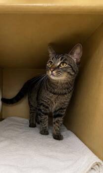 Joono -  Domestic Short Hair Cat for Adoption in Fort Lupton, Colorado - Joono | PetCurious