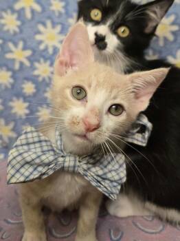 Casper -  Domestic Short Hair Cat for Adoption in Salinas, California - Casper | PetCurious