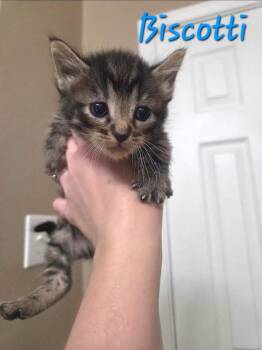 Biscotti -  Siamese Cat for Adoption in Anna, Texas - Biscotti | PetCurious