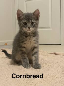 Rescue Domestic Short Hair Cats for Adoption in Lake Wylie, South Carolina - Cornbread | PetCurious