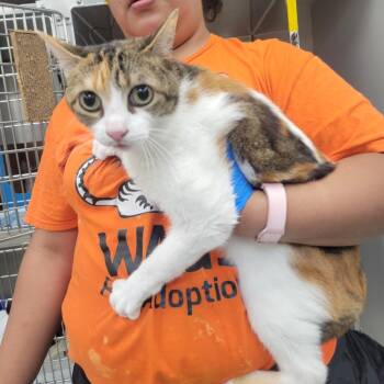 Sasha -  Domestic Short Hair Cat for Adoption in Westminster, California - Sasha | PetCurious