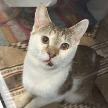 Domestic Short Hair Cats Available for Adoption in Matteson, Illinois - Morocco | PetCurious