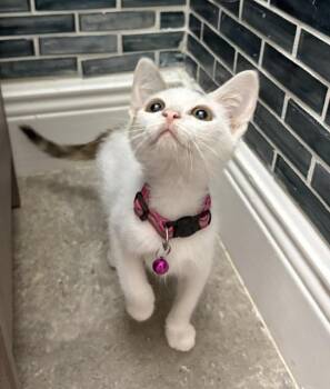 Baby Cakes -  Calico and American Shorthair Cat for Adoption in Maitland, Florida - Baby Cakes | PetCurious