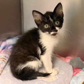 Parsley -  Domestic Short Hair Cat for Adoption in Cumming, Georgia - Parsley | PetCurious