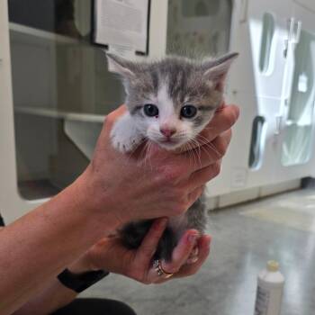 Domestic Short Hair Cats Available for Adoption in Jasper, Indiana - Portobello | PetCurious