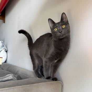 Rivington and Delancey -  Domestic Short Hair Cat for Adoption - Rivington And Delancey | PetCurious