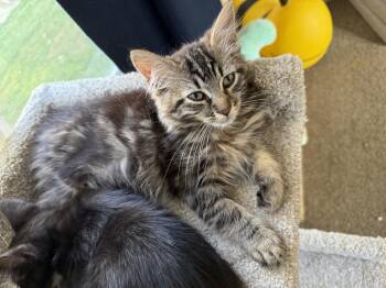 Hazel -  Domestic Medium Hair Cat for Adoption in Hamburg, New York - Hazel | PetCurious