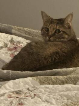 Chyna -  Domestic Short Hair Cat for Adoption in Naugatuck, Connecticut - Chyna | PetCurious