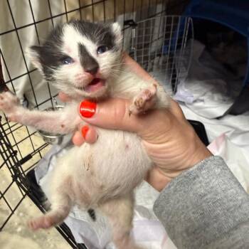 Biscoff -  Domestic Short Hair Cat for Adoption - Biscoff | PetCurious