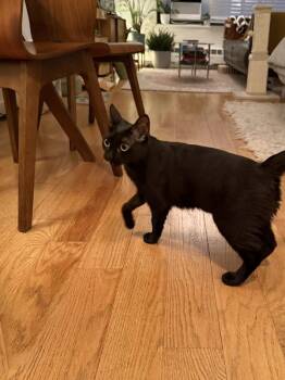 Korra -  Domestic Short Hair Cat for Adoption in New York, New York - Korra | PetCurious