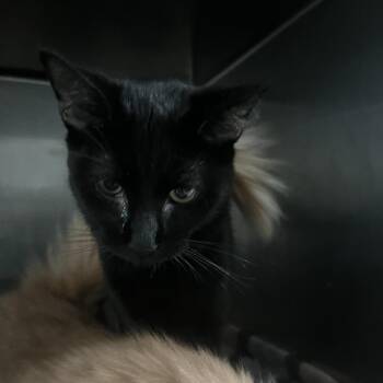 Domestic Short Hair Cats Available for Adoption - Maui | PetCurious