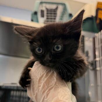 Domestic Short Hair Cats Available for Adoption in Martinsville, Virginia - Hallelujah | PetCurious