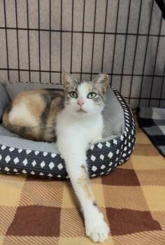 Dolly -  Domestic Short Hair Cat for Adoption in Dale City, Virginia - Dolly | PetCurious