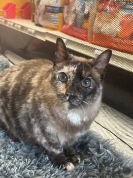 Siamese Cats Available for Adoption in North East, Maryland - Me Me | PetCurious