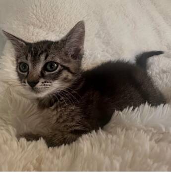 Hyacinth -  Domestic Short Hair Cat for Adoption in North Babylon, New York - Hyacinth | PetCurious