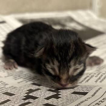 Cheerio -  Domestic Short Hair Cat for Adoption in Yuma, Arizona - Cheerio | PetCurious