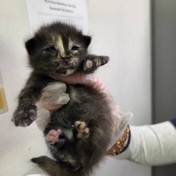 Domestic Short Hair Cats Available for Adoption - Ice Cream Cake | PetCurious