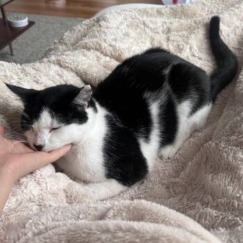 Rescue Domestic Short Hair and Tuxedo Cats for Adoption in UNIVERSITY PA, Maryland - Kitty | PetCurious