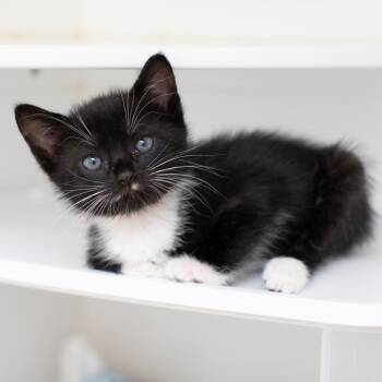 Addison -  Domestic Short Hair Cat for Adoption in New York, New York - Addison | PetCurious
