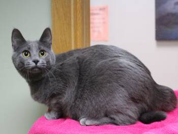 Domestic Short Hair Cats Available for Adoption in Portage, Wisconsin - Margarita | PetCurious