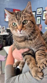 Domestic Short Hair Cats Available for Adoption in Chattanooga, Tennessee - Pinto Bean | PetCurious