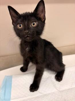 CADDISFLY -  Domestic Short Hair Cat for Adoption in Baytown, Texas - CADDISFLY | PetCurious