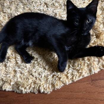 Rescue Domestic Short Hair Cats for Adoption in Berkeley Heights, New Jersey - Raven | PetCurious