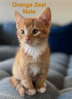 Domestic Short Hair Cats Available for Adoption in Darien, Georgia - Orange Zest | PetCurious