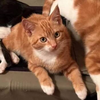 Finley -  Domestic Short Hair Cat for Adoption in Cathlamet, Washington - Finley | PetCurious