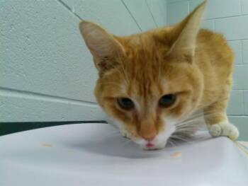 Domestic Short Hair Cats Available for Adoption in Kalamazoo, Michigan - HOWLER | PetCurious