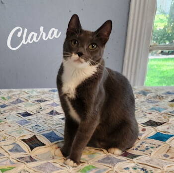 Rescue Tuxedo and Domestic Short Hair Cats for Adoption in Houston, Texas - Clara #dainty-green-eyed-beauty | PetCurious