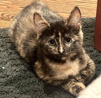 Sparkle -  Tortoiseshell and Domestic Short Hair Cat for Adoption in Vaughan, Ontario - Sparkle | PetCurious