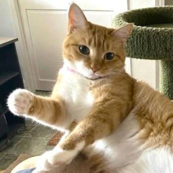 SENSATIONAL SAFFRON -  Bengal and Turkish Van Cat for Adoption in Oakwood, Georgia - SENSATIONAL SAFFRON | PetCurious