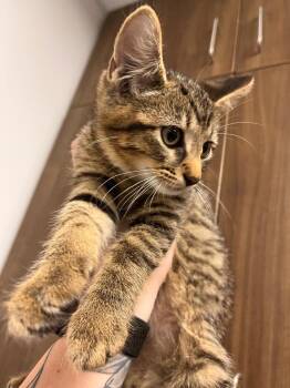 Tater -  Domestic Short Hair Cat for Adoption in Clarksville, Tennessee - Tater | PetCurious