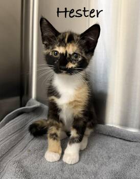 Hester -  Domestic Short Hair Cat for Adoption in Pawleys Island, South Carolina - Hester | PetCurious
