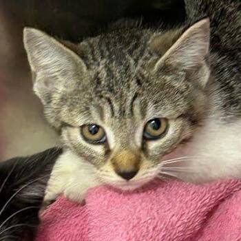 Loretta -  Domestic Short Hair Cat for Adoption in Jeffersonville, Indiana - Loretta | PetCurious