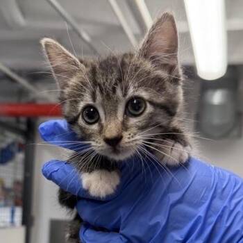 Big-City Bertie -  Domestic Short Hair Cat for Adoption in New York, New York - Big-City Bertie | PetCurious