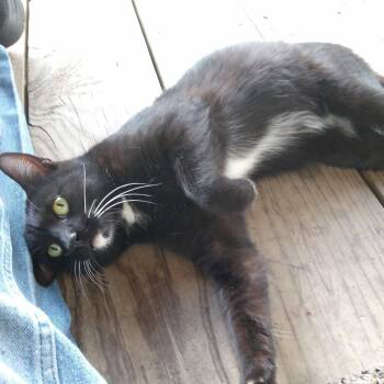 Francis -  Domestic Short Hair and Tuxedo Cat Available for Adoption in Oxford, Mississippi - Francis | PetCurious