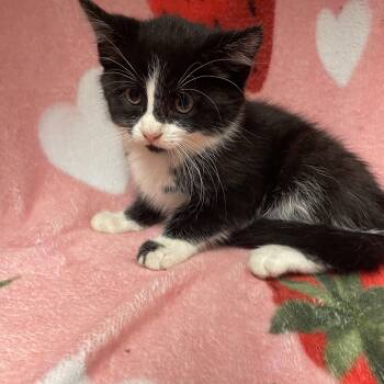Mochi -  Domestic Short Hair Cat for Adoption in Edinburg, Virginia - Mochi | PetCurious