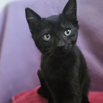 Jypsy -  Domestic Short Hair Cat for Adoption in Baker City, Oregon - Jypsy | PetCurious