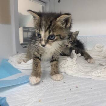 Tails -  Domestic Short Hair Cat for Adoption in Jupiter, Florida - Tails | PetCurious