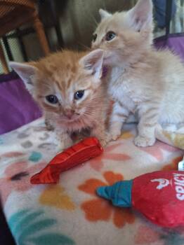 Alice and Ralph -  Domestic Short Hair Cat for Adoption in Washington Township, New Jersey - Alice And Ralph | PetCurious