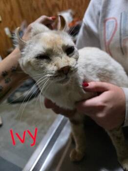 Rescue Highland Fold Cats for Adoption in Zimmerman, Minnesota - Ivy | PetCurious