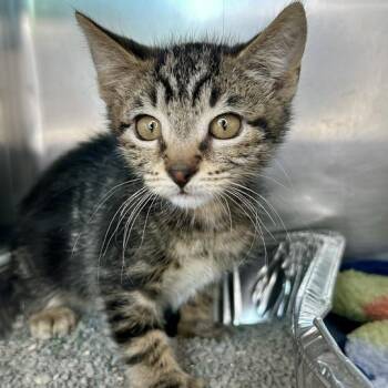 Fozzie Bear -  Domestic Short Hair Cat for Adoption in Matteson, Illinois - Fozzie Bear | PetCurious